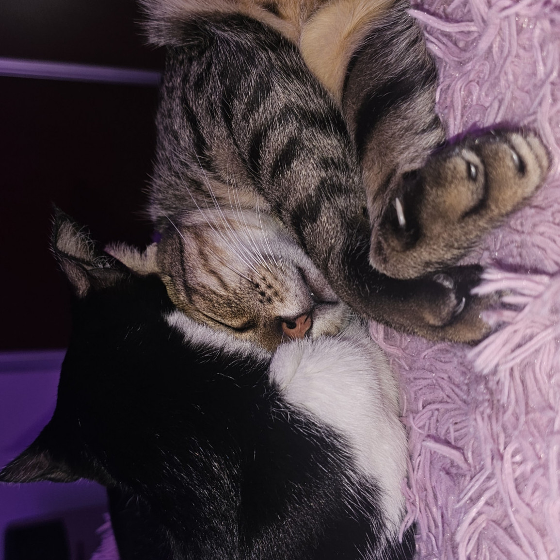 Castle for my kittens